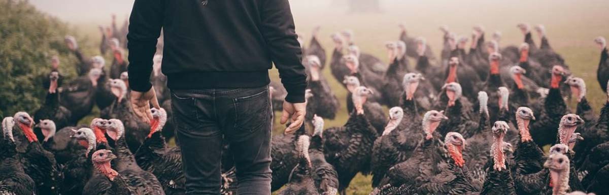 Free Range Turkeys